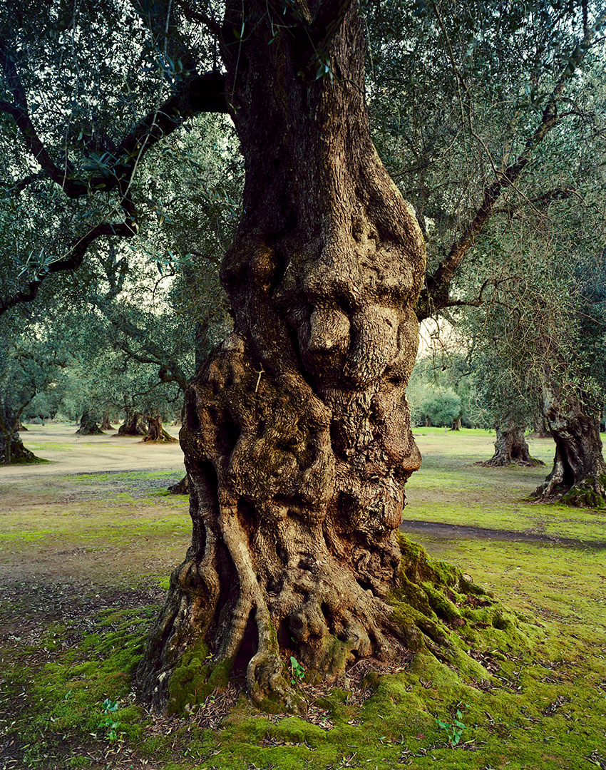 “Il bosco incantato”