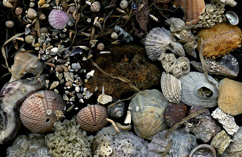 Img.02 (seashells)