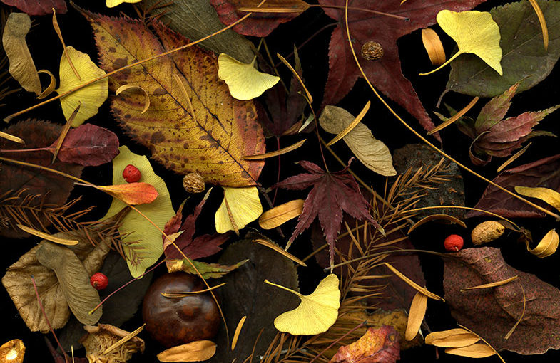 Img.05 (autumn leaves)