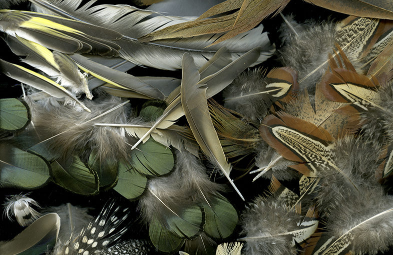 Img.06 (feathers)